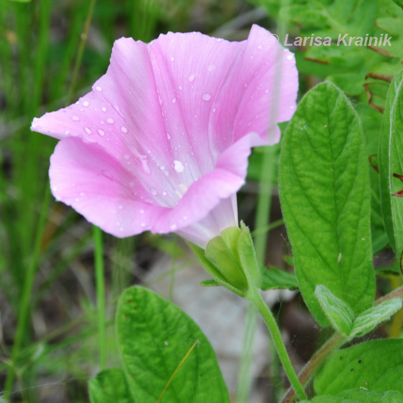 Изображение особи Calystegia dahurica.