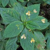 Impatiens parviflora