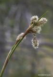 Eriophorum angustifolium. Верхушка растения с соцветиями в период пестичного цветения. Архангельская обл., Соловки, о. Бол. Соловецкий, сосняк сфагновый. 04.06.2007.