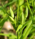 Stellaria holostea