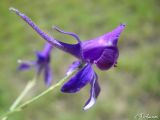 Delphinium divaricatum