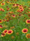 Gaillardia aristata