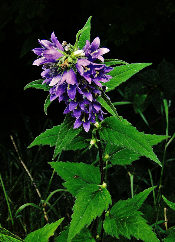 Image of Campanula trachelium specimen.