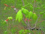 Acer pseudosieboldianum