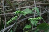 род Echinochloa