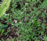 Arenaria serpyllifolia