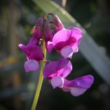 Lathyrus japonicus подвид maritimus. Соцветие. Ленинградская обл., побережье в окр. ст. Бронка, песчаный пляж. 08.08.2009.