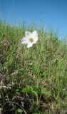 Anemone sylvestris