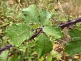 Rubus ulmifolius. Часть побега с листом. Испания, Центральная Кордильера, национальный парк Сьерра-де-Гуадаррама, гора Абантос, горный склон. Октябрь.