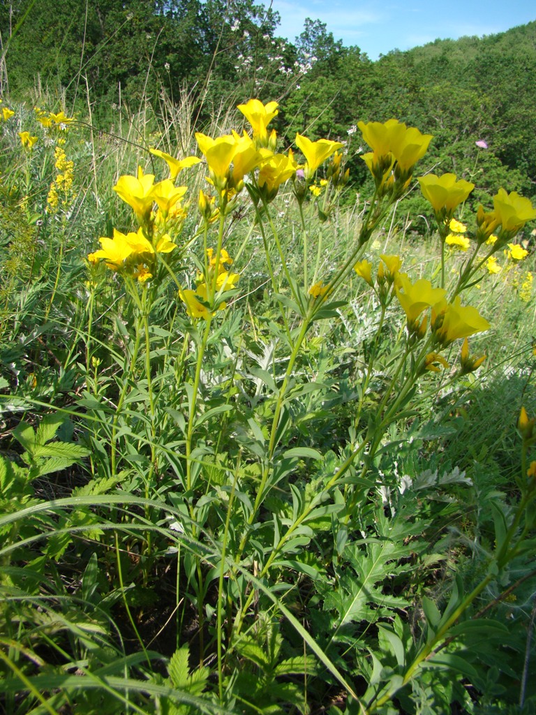 Изображение особи Linum flavum.