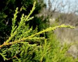 Juniperus foetidissima