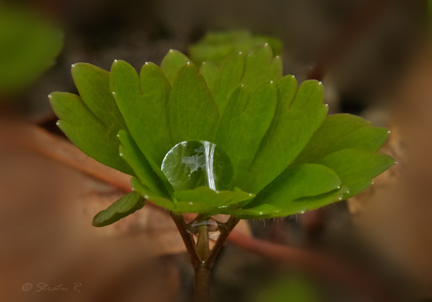 Изображение особи Isopyrum thalictroides.