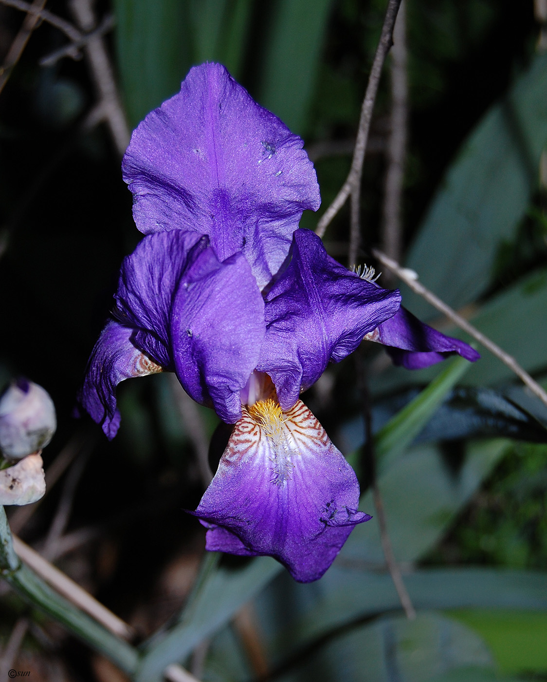 Изображение особи Iris nyaradyana.