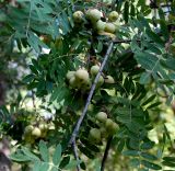 Sorbus domestica