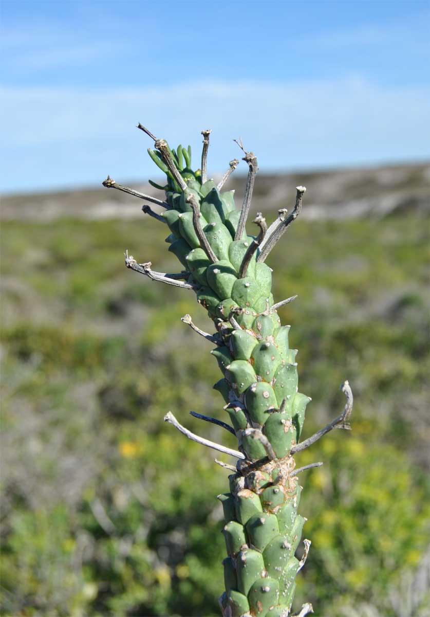 Изображение особи Euphorbia caput-medusae.