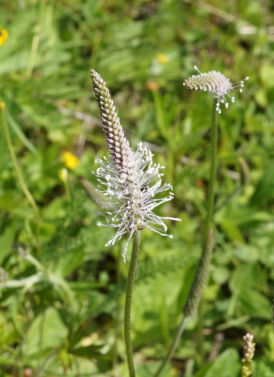 Изображение особи Plantago media.