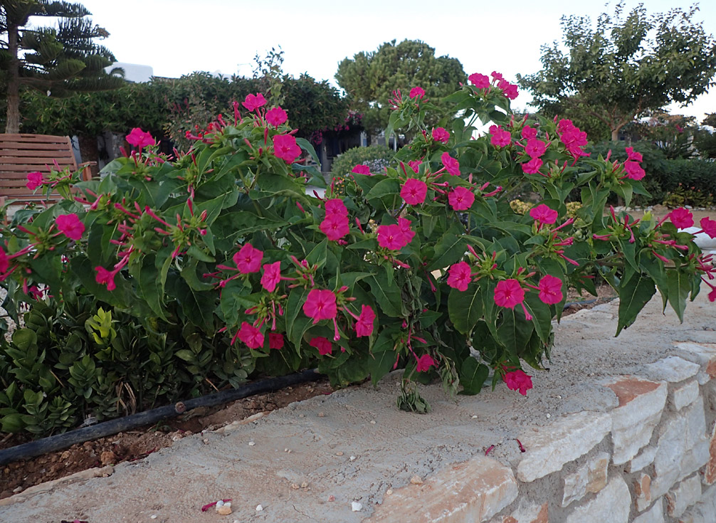 Изображение особи Mirabilis jalapa.