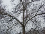 Populus × rasumowskiana. Часть кроны покоящегося дерева. Москва, в культуре. 21.01.2018.