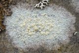 Lecanora symmicta