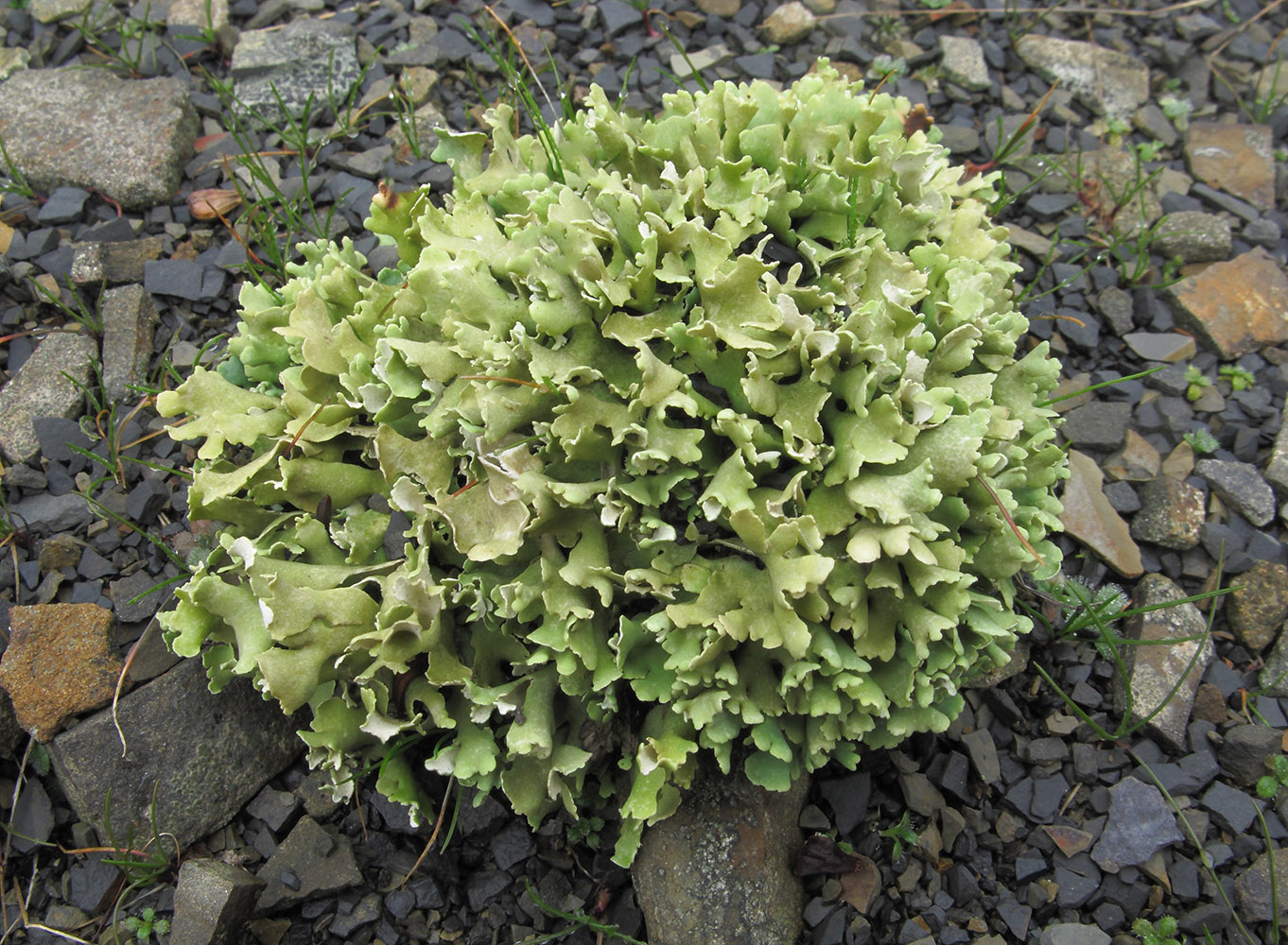 Изображение особи Cladonia strepsilis.