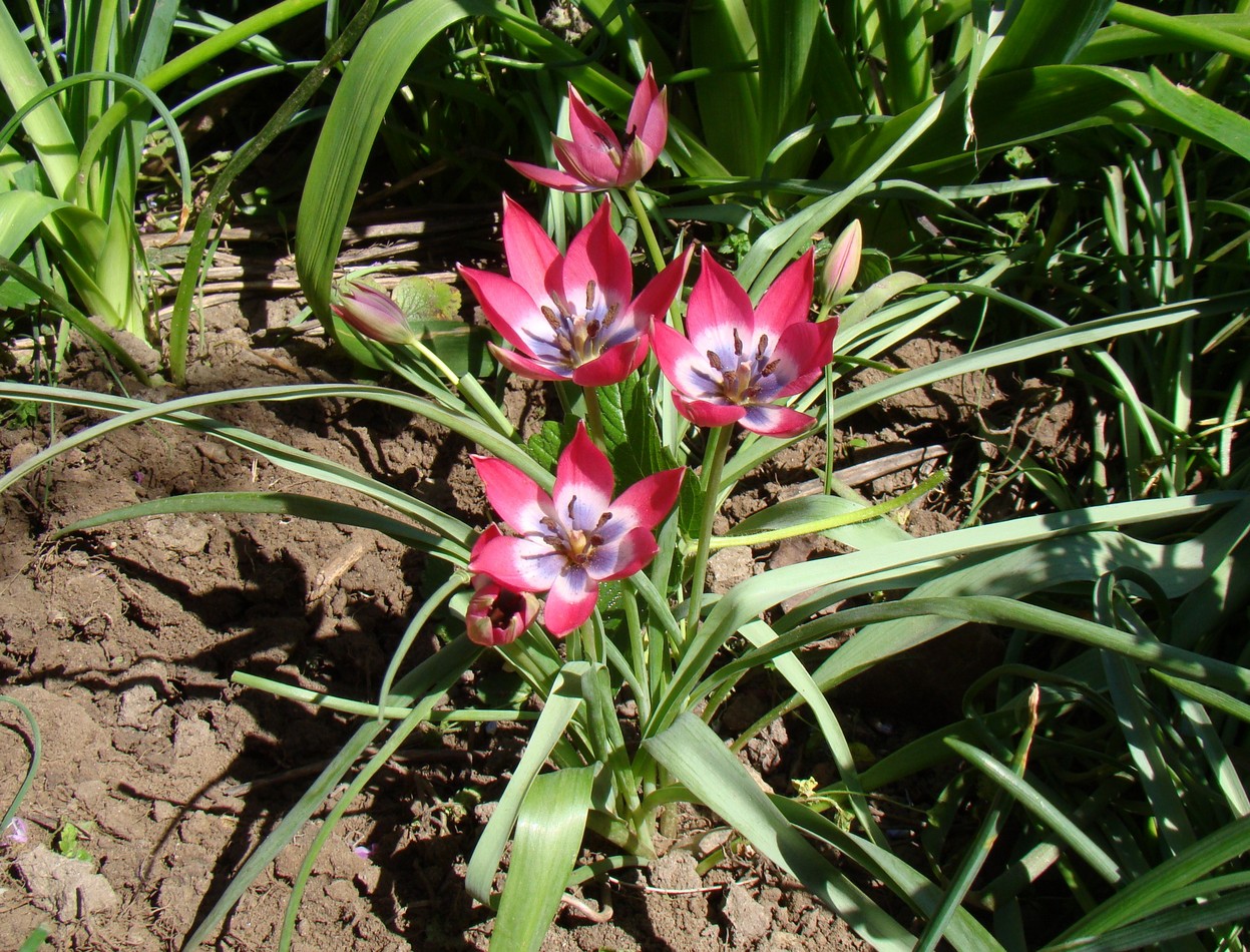 Изображение особи Tulipa humilis.