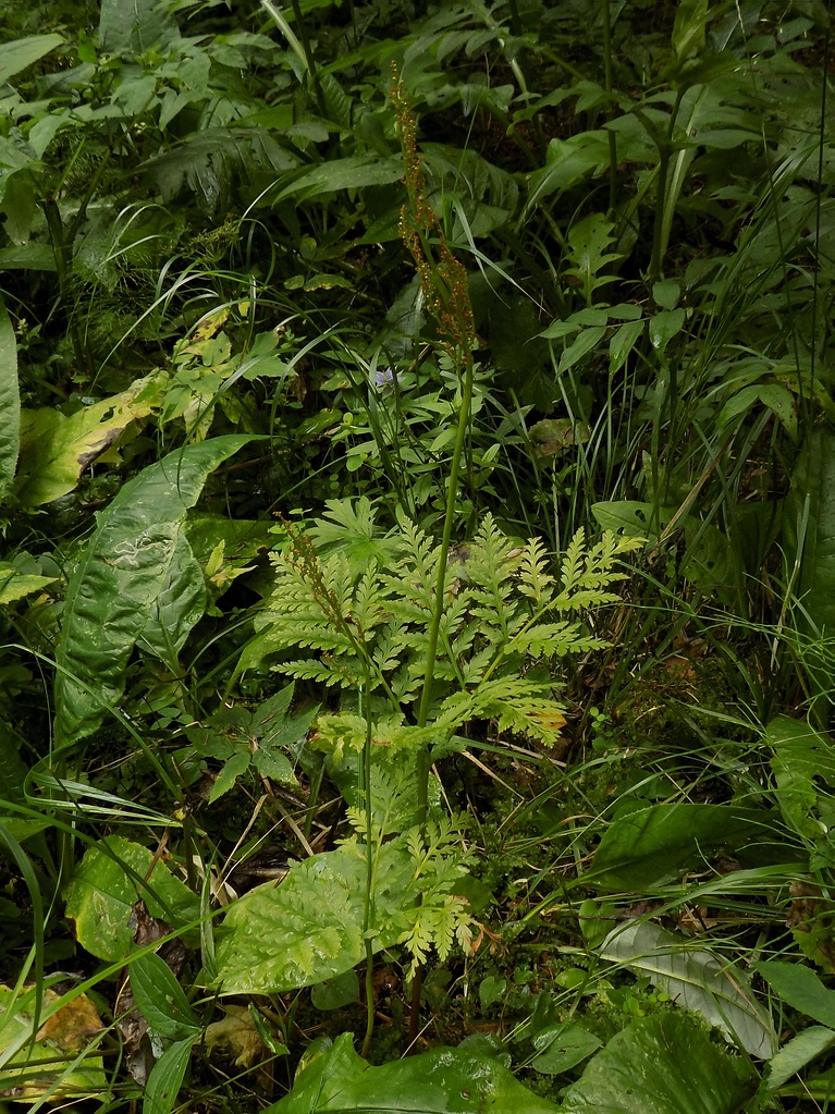 Изображение особи Botrychium virginianum.