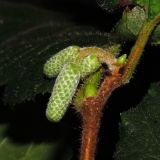 Corylus avellana