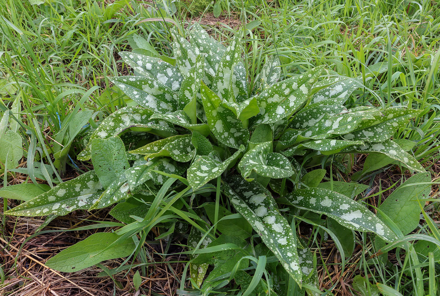 Изображение особи Pulmonaria saccharata.