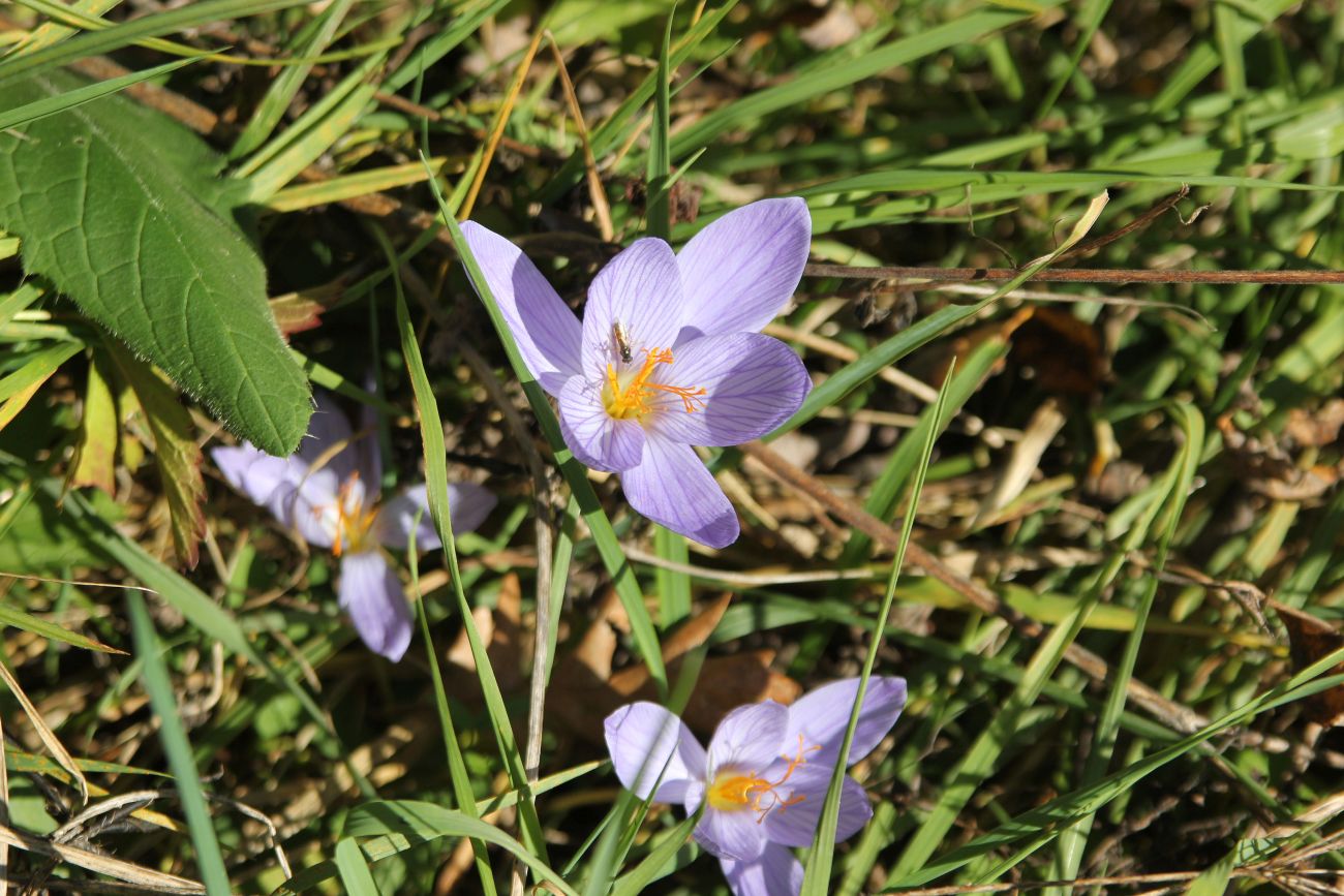 Изображение особи Crocus speciosus.