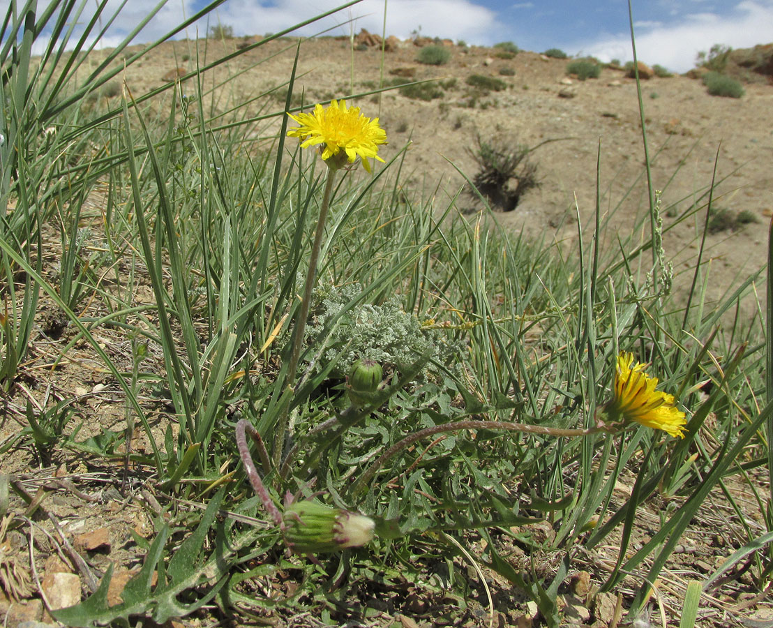 Изображение особи род Taraxacum.