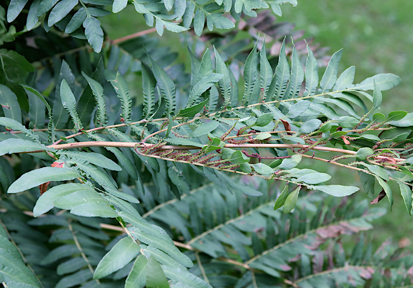 Изображение особи Osmunda regalis.