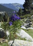 Aconitum подвид vulgare