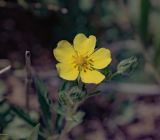 род Potentilla