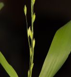 Chasmanthium latifolium