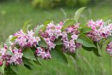 Weigela florida. Часть ветви с соцветиями. Краснодарский край, г. Сочи, парк \"Дендрарий\", рядом с фонтаном \"Сказка\", в культуре. 11.05.2021.