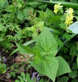 Meehania urticifolia. Верхушки побегов с соцветием в сообществе с Corydalis sp. Москва, филиал Ботсада МГУ \"Аптекарский огород\", теневой сад, в культуре. 10.05.2022.