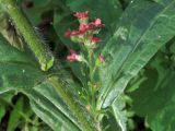 Cynoglossum officinale. Часть стебля и пазушное соцветие (вторичное цветение). Ульяновск, Заволжский р-н, окр. биатлонного стадиона, у тропы в смешанном лесу. 19.07.2022.