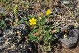 Potentilla bifurca