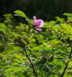 genus Rosa. Верхушка цветущей веточки. Свердловская обл., Краснотурьинский ГО, долина р. Каква выше Синих скал, опушка смешанного леса. 10 июня 2023 г.