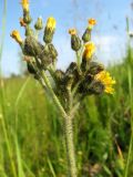 Pilosella × glomerata