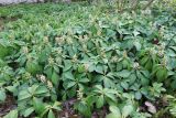 Pachysandra terminalis. Цветущие растения. Краснодар, парк \"Краснодар\", Японский сад, в культуре. 21.03.2024.