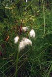 Eriophorum angustifolium. Верхушка плодоносящего растения. Свердловская обл., окр. г. Североуральск, пос. Третий Северный, заболоченная опушка смешанного леса. 07.08.2007.