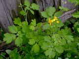 Chelidonium majus