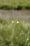 Allium longicuspis