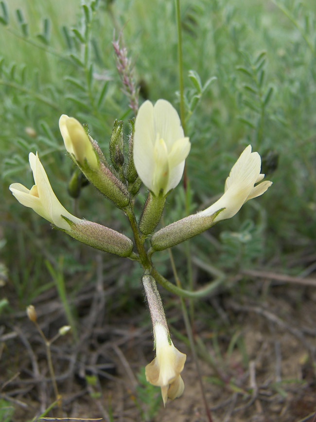 Изображение особи Astragalus reduncus.