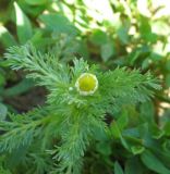 Matricaria discoidea