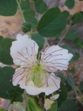 Capparis orientalis