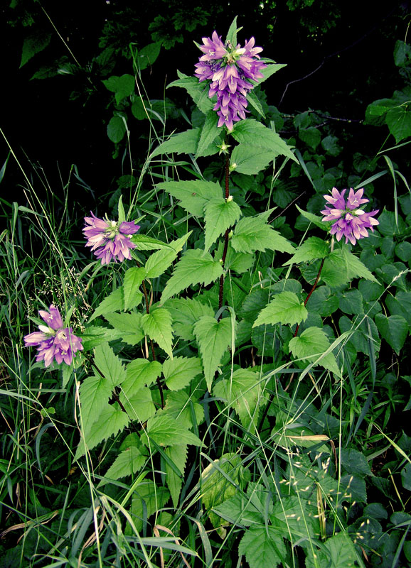 Изображение особи Campanula trachelium.