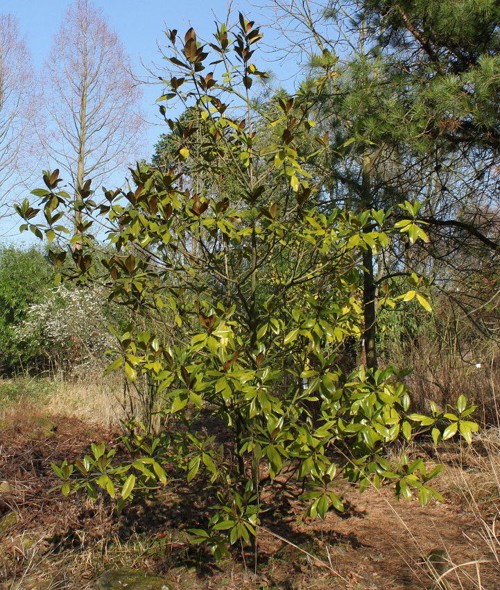 Изображение особи Magnolia grandiflora.