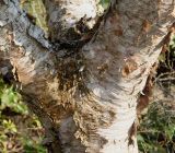 Betula albosinensis